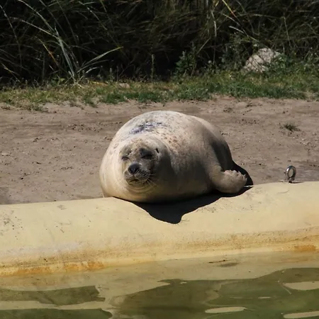Schoof No4 Friedrichskoog